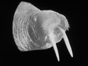 Image of Head (only) of walrus